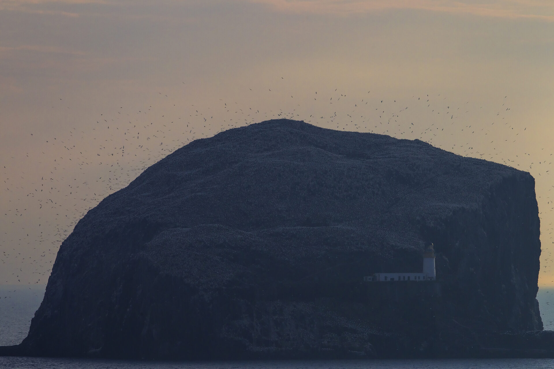 Gannets at sunrise, Bass Rock